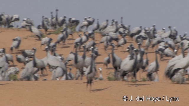 Demoiselle Crane - ML201332081