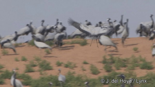 Demoiselle Crane - ML201332091