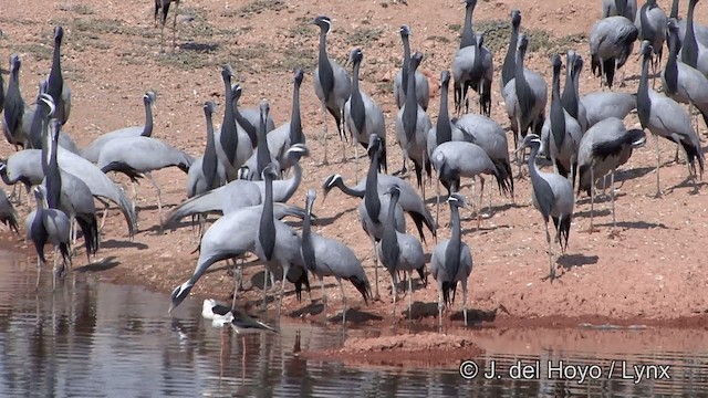 Demoiselle Crane - ML201332101