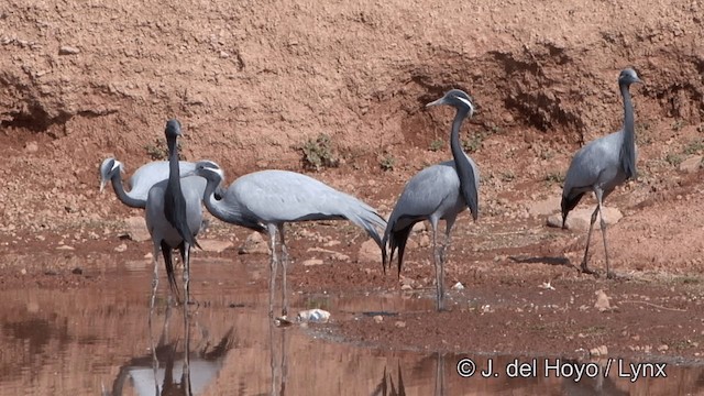 Demoiselle Crane - ML201332111