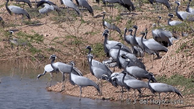 Demoiselle Crane - ML201332121