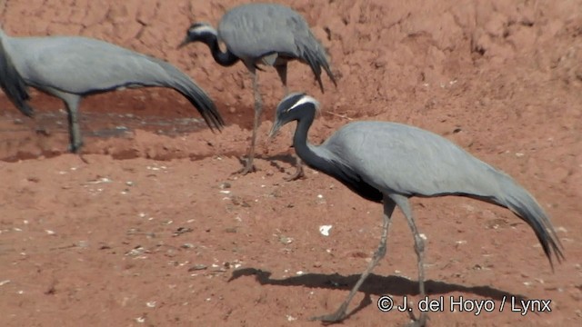 Grulla Damisela - ML201332131