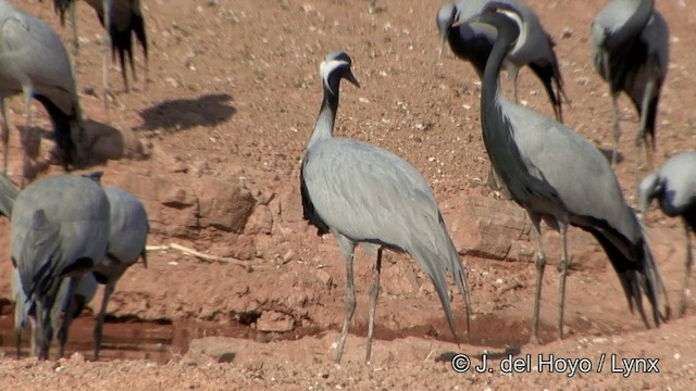 Demoiselle Crane - ML201332141