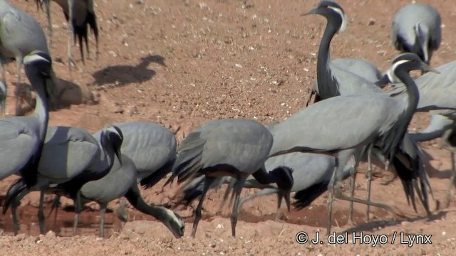 Demoiselle Crane - ML201332151