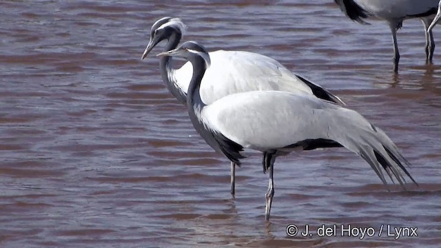 Demoiselle Crane - ML201332161