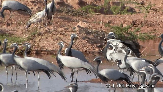 Demoiselle Crane - ML201332171