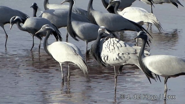 Demoiselle Crane - ML201332181