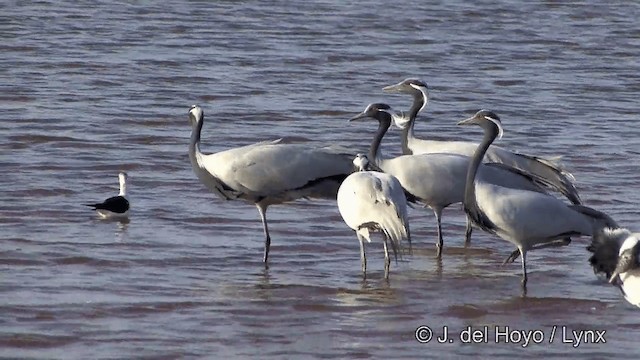 Demoiselle Crane - ML201332191