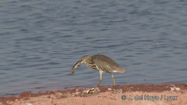 mangrovehegre - ML201332201