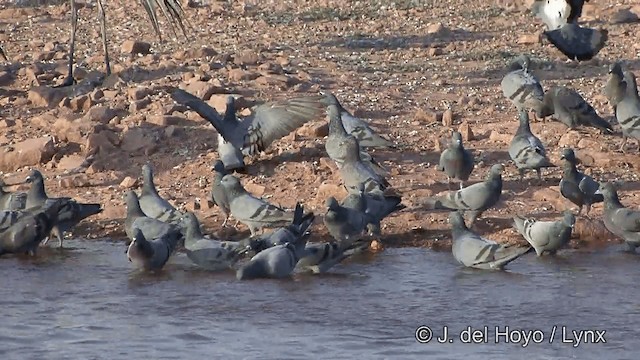 Rock Pigeon (Feral Pigeon) - ML201332211