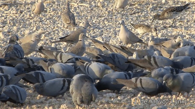 Rock Pigeon (Feral Pigeon) - ML201332221