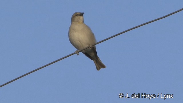 Gorrión Cuelligualdo - ML201332231