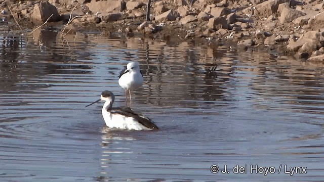 Black-winged Stilt - ML201332241