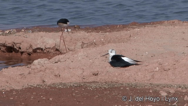 Cigüeñuela Común - ML201332251