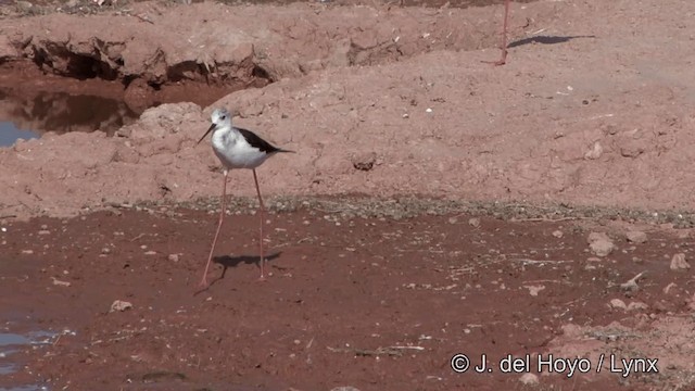 Black-winged Stilt - ML201332261