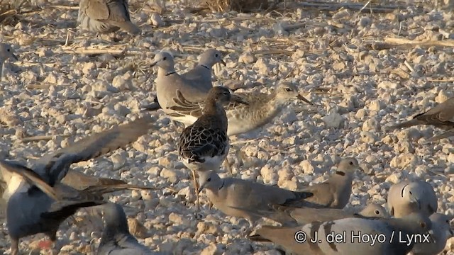 Combattant varié - ML201332271