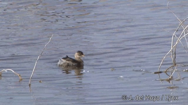 Grèbe castagneux (groupe ruficollis) - ML201332291