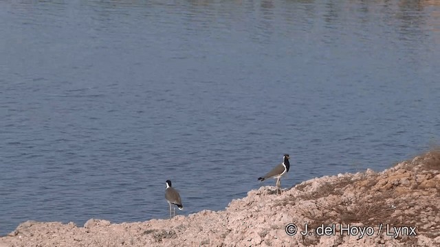 Red-wattled Lapwing - ML201332301