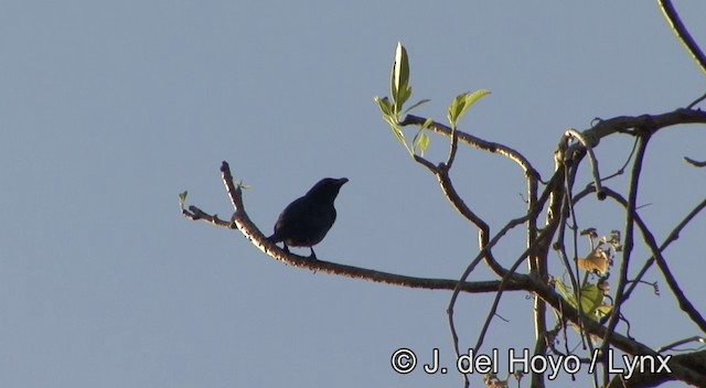 Tanimbar Starling - ML201332341