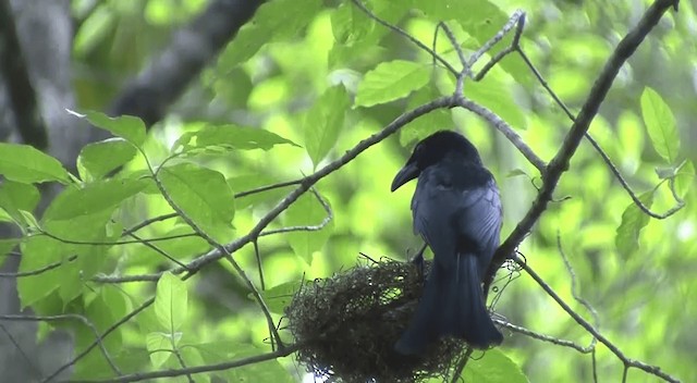 Drongo de Wallacea (kuehni) - ML201332361