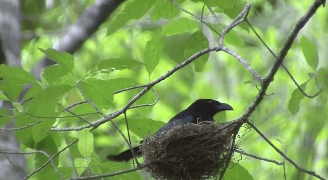 Drongo de la Sonde (kuehni) - ML201332381