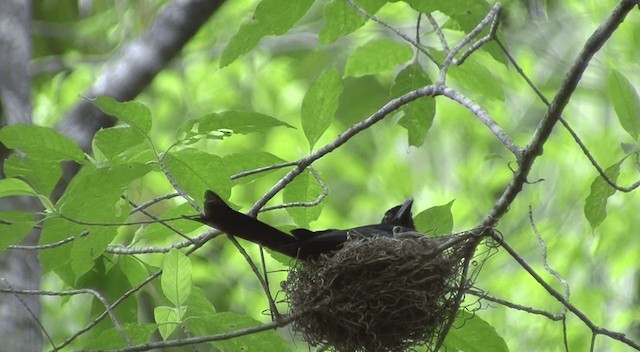 Drongo de la Sonde (kuehni) - ML201332391