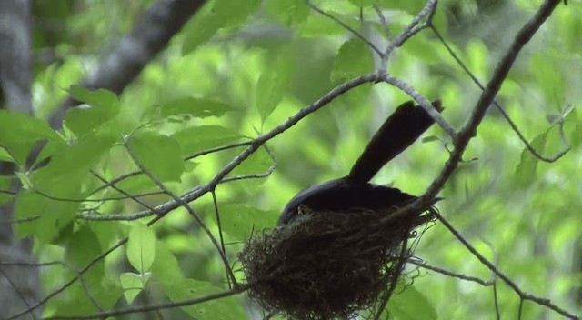 Drongo de Wallacea (kuehni) - ML201332401