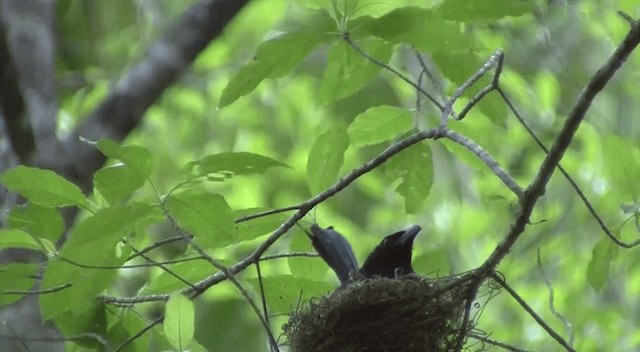 Wallacean Drongo (Tanimbar) - ML201332411