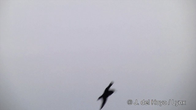 White-chinned Petrel - ML201332451