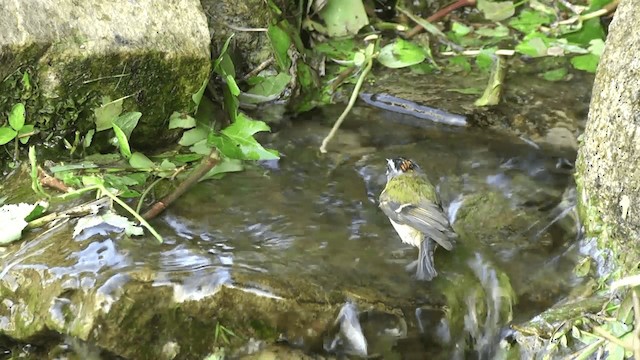 Common Firecrest - ML201332501