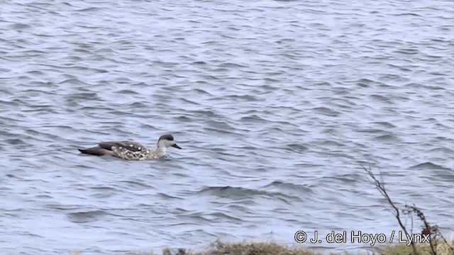 Crested Duck - ML201332571