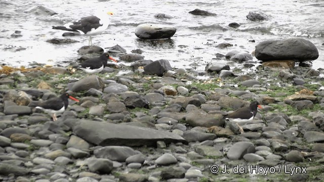 マゼランミヤコドリ - ML201332681