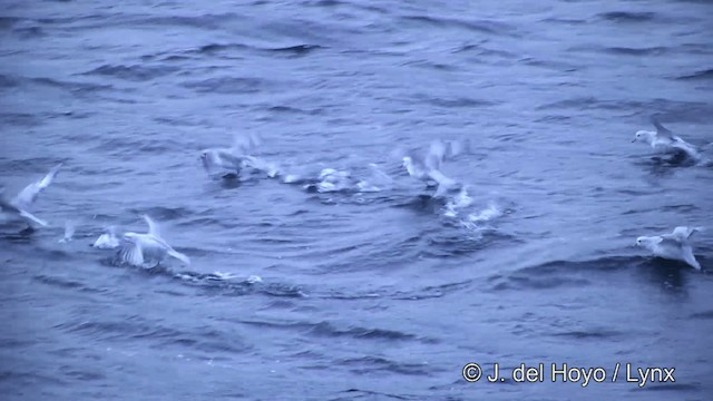 Southern Fulmar - ML201332741