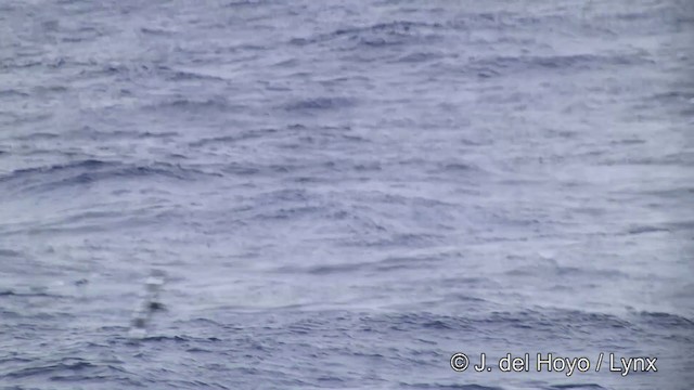 Cape Petrel (Antarctic) - ML201332801