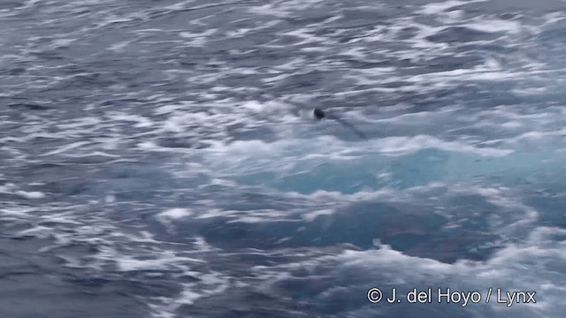 Petrel Damero (antártico) - ML201332811