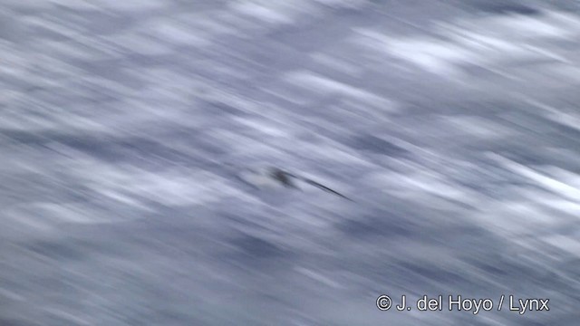 Cape Petrel (Antarctic) - ML201332821