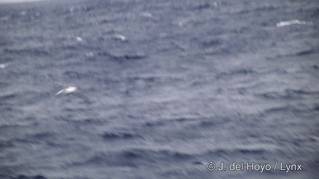 Ak Gezgin Albatros - ML201332851