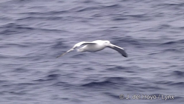 Albatros hurleur - ML201332861