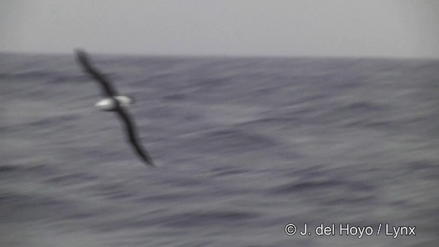 Schwarzbrauenalbatros (melanophris) - ML201332871