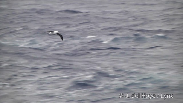 Schwarzbrauenalbatros (melanophris) - ML201332881