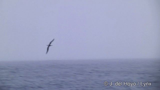 Albatros Ojeroso (melanophris) - ML201332891