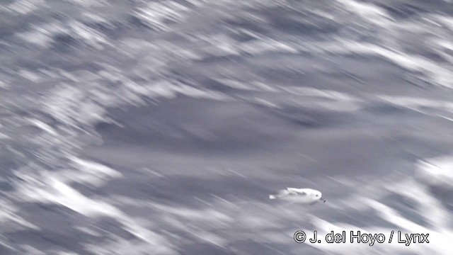 Fulmar Austral - ML201332901