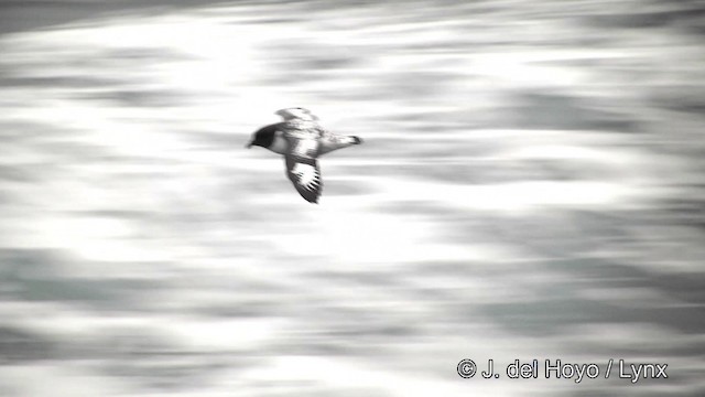 Капский голубок (capense) - ML201332941