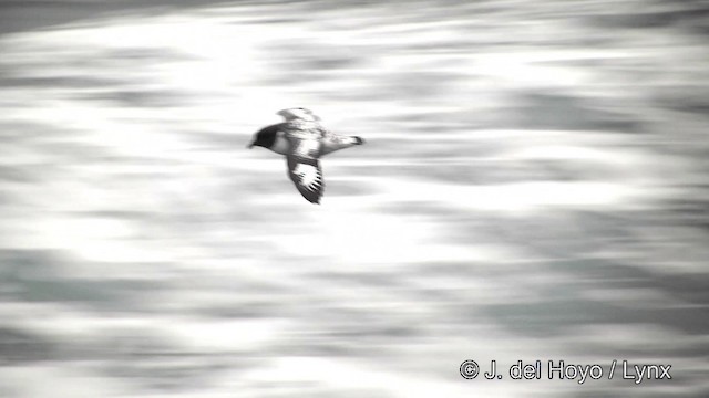 Cape Petrel (Antarctic) - ML201332941