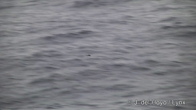 クロハラウミツバメ - ML201333011