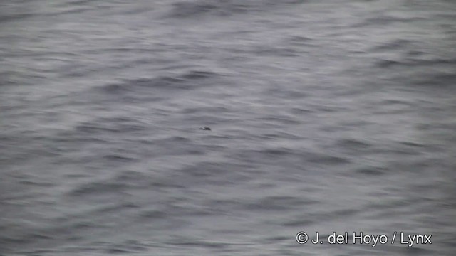 Black-bellied Storm-Petrel - ML201333011