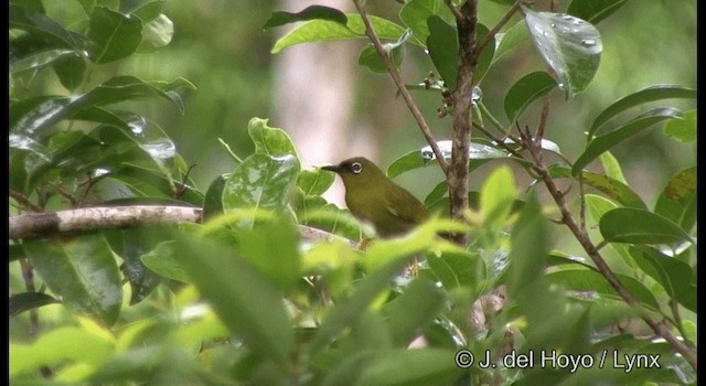 Solomons White-eye - ML201333031