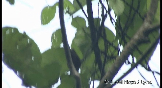 White-capped Monarch - ML201333091