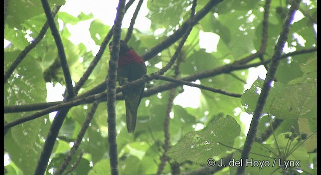 新幾內亞彩虹吸蜜鸚鵡 - ML201333111