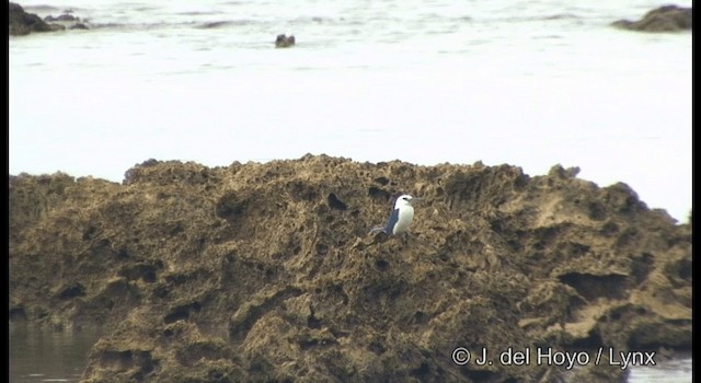 Beach Kingfisher - ML201333211